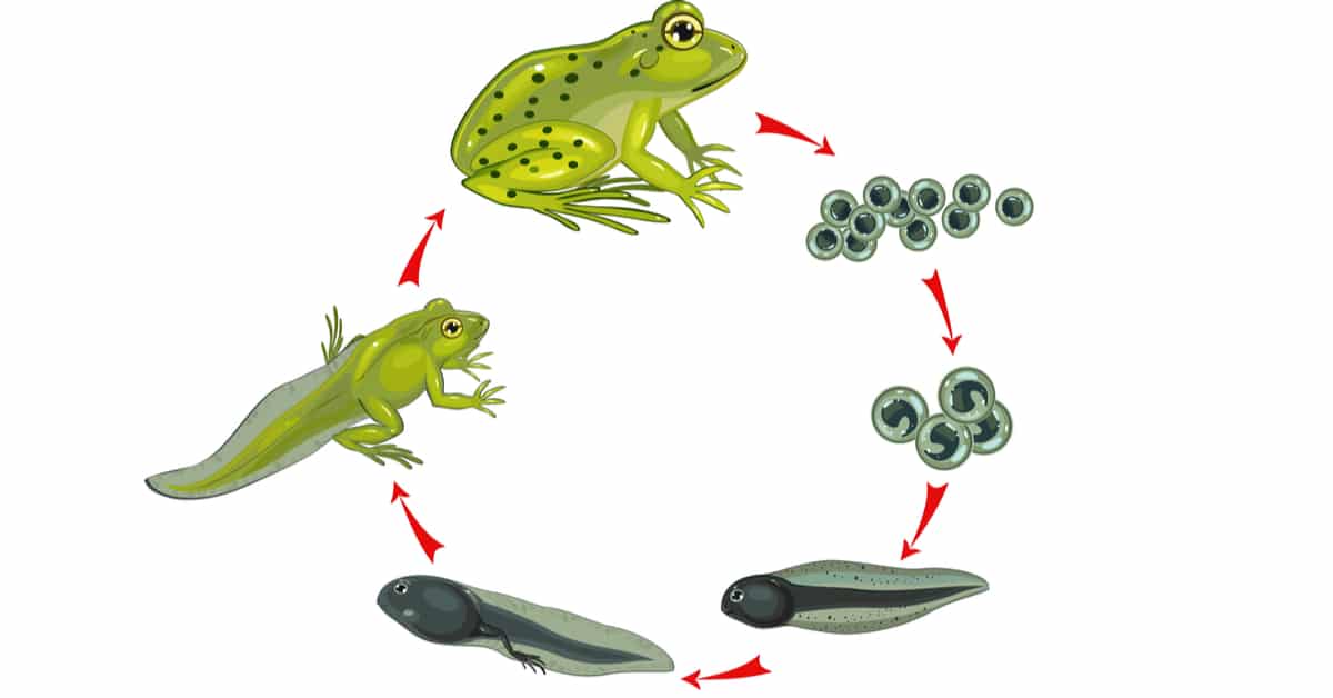 toad eggs vs frog eggs