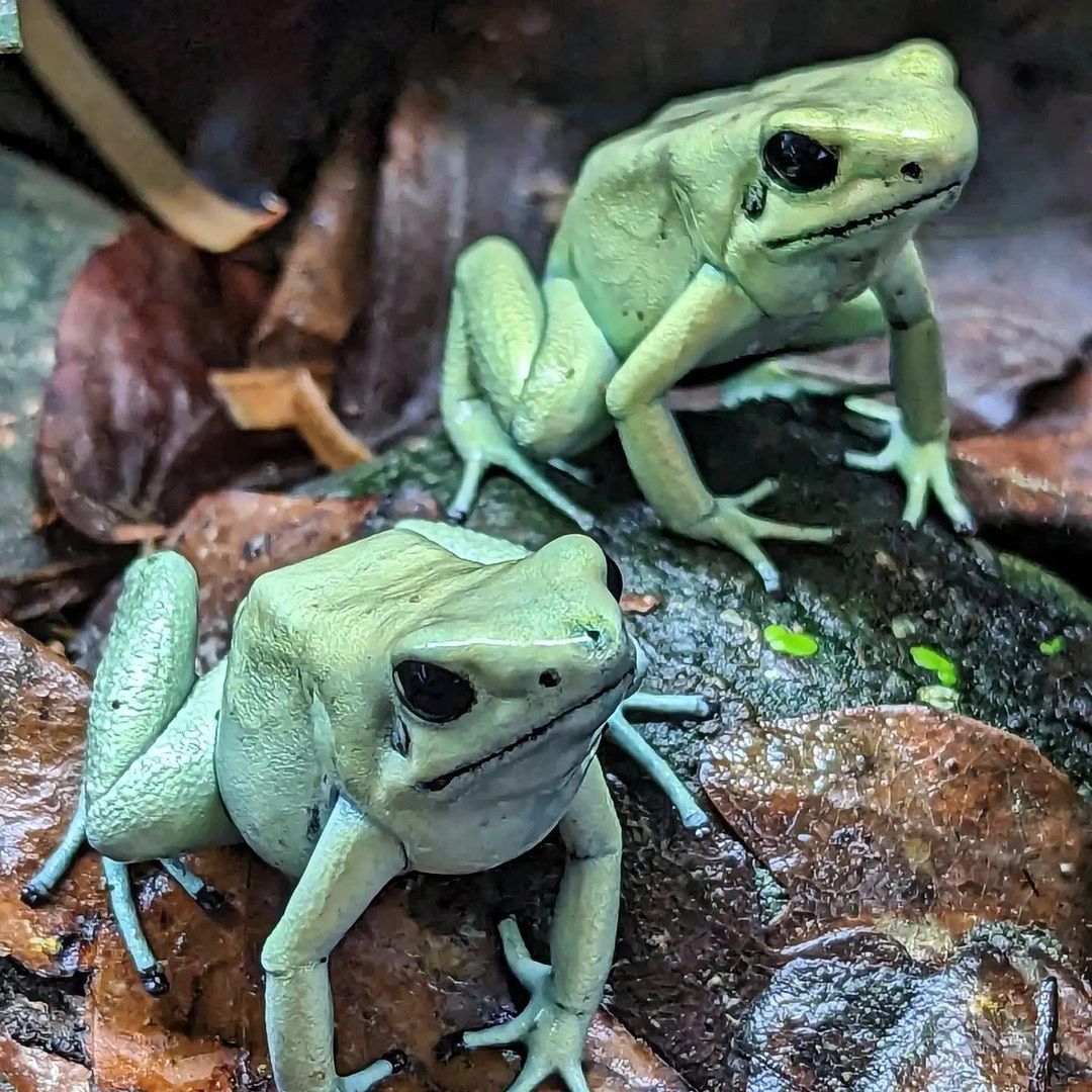 Difference Between Frogs and Toads?