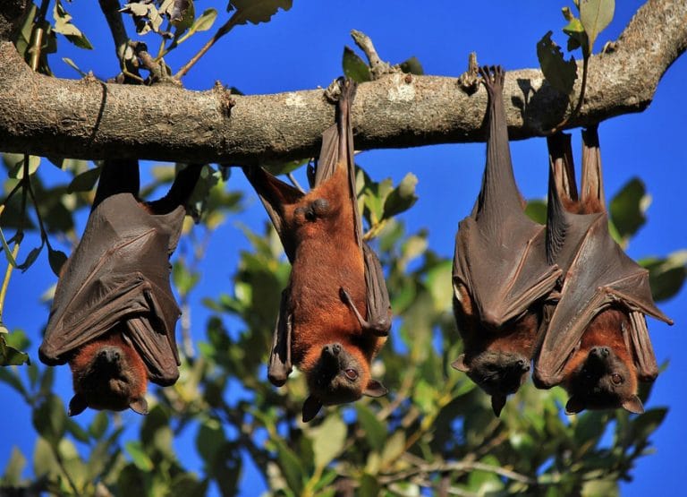 Fun Bat Facts - Learn About Nature