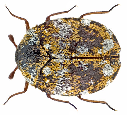 FS1181: Carpet Beetles (Rutgers NJAES)