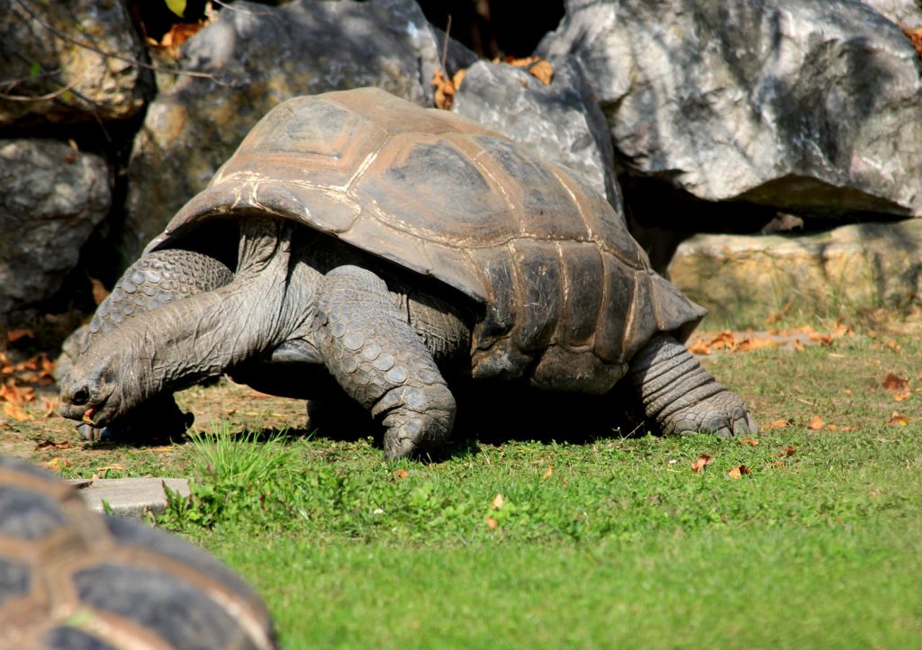 Galapagos Tortoise - Learn About Nature