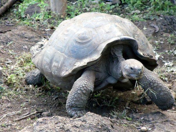 Fun Facts About Galapagos Tortoises - Sulcata Tortoise