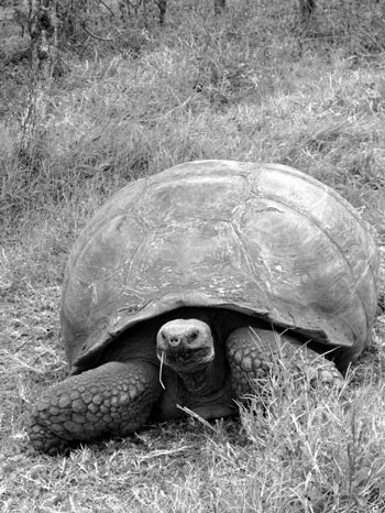 Largest (Giant) Tortoises - Learn About Nature