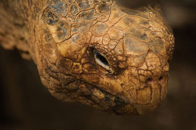 Galapagos Tortoise - Learn About Nature