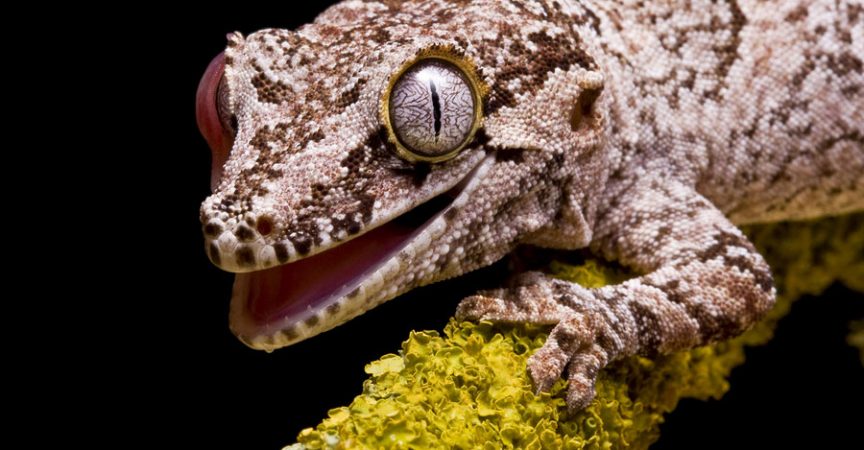 Gargoyle Gecko - Learn About Nature