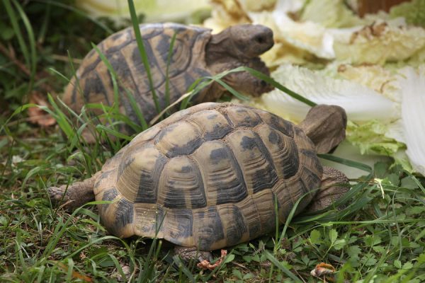 Egg Bound Sulcata Tortoise - Learn About Nature