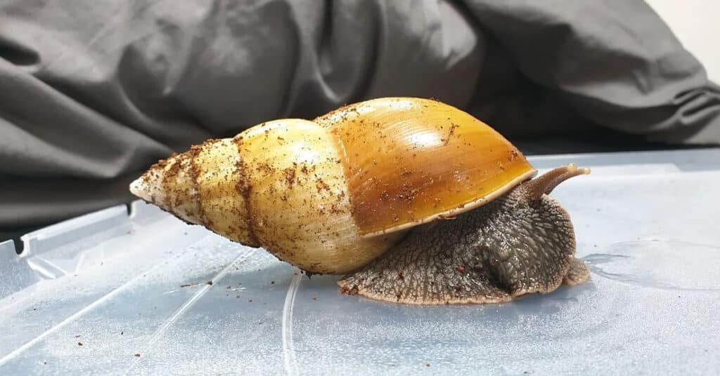 file-giant-african-land-snail-jpg