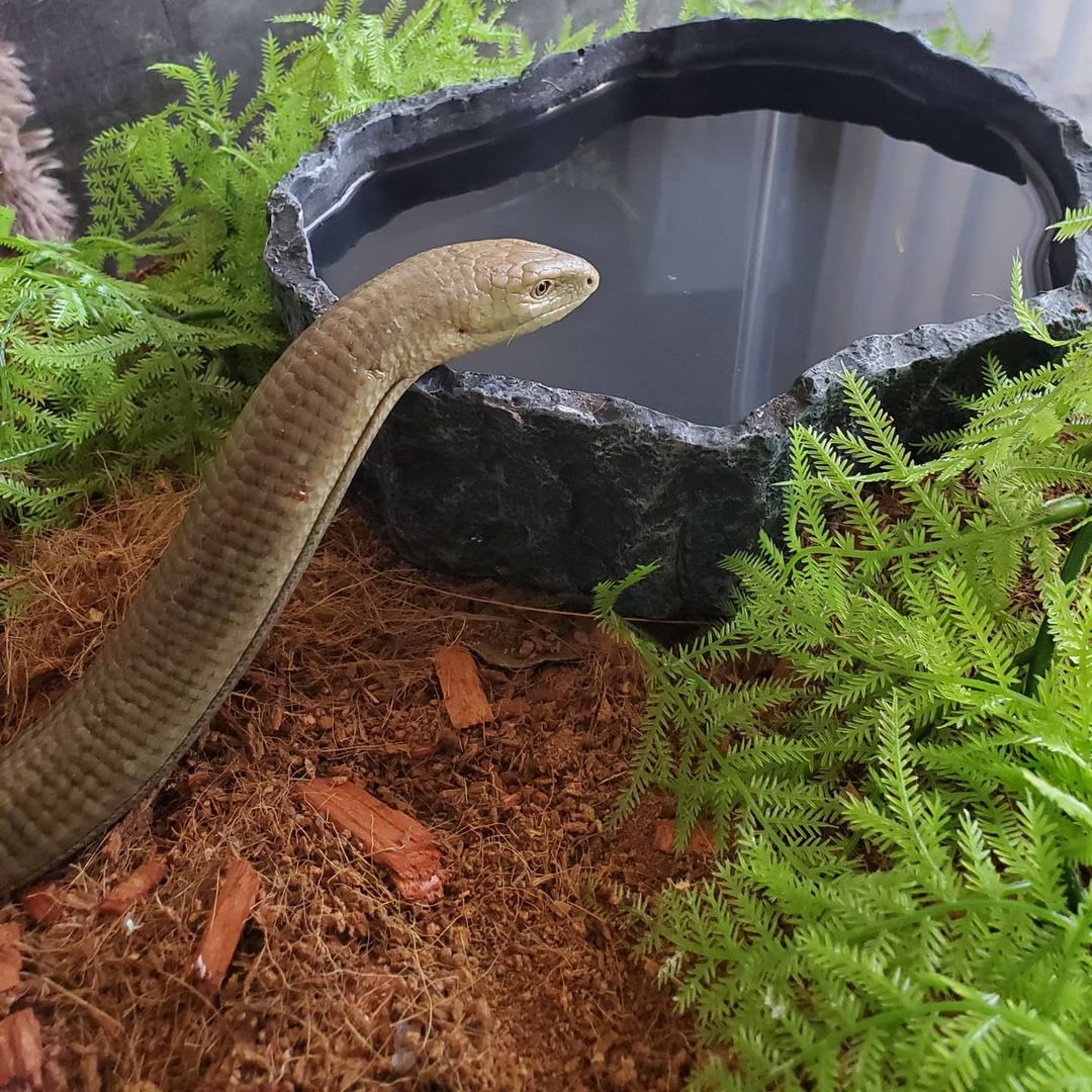 Glass Lizard - Learn About Nature