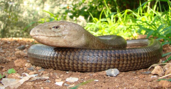 Glass Lizard - Learn About Nature