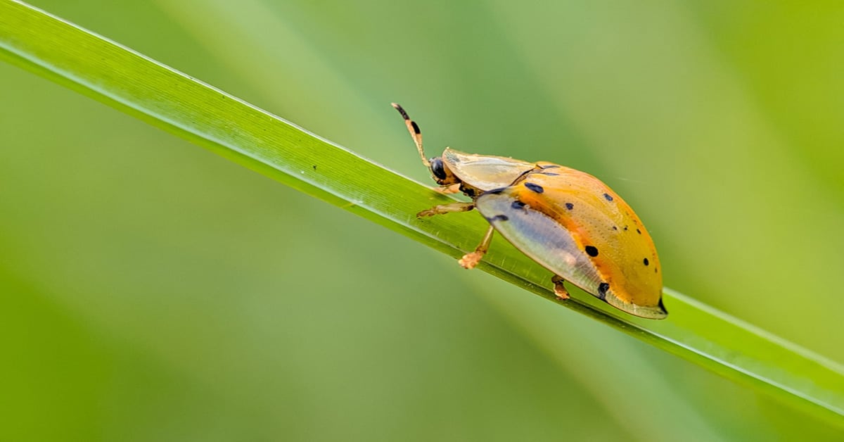 Gold Ladybug - Learn About Nature