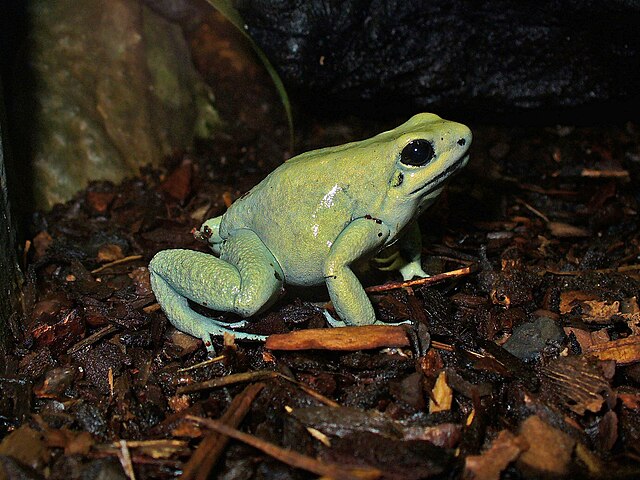 Golden Poison Frog