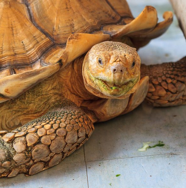 Knowing the Golden Greek Tortoise - Sulcata Tortoise