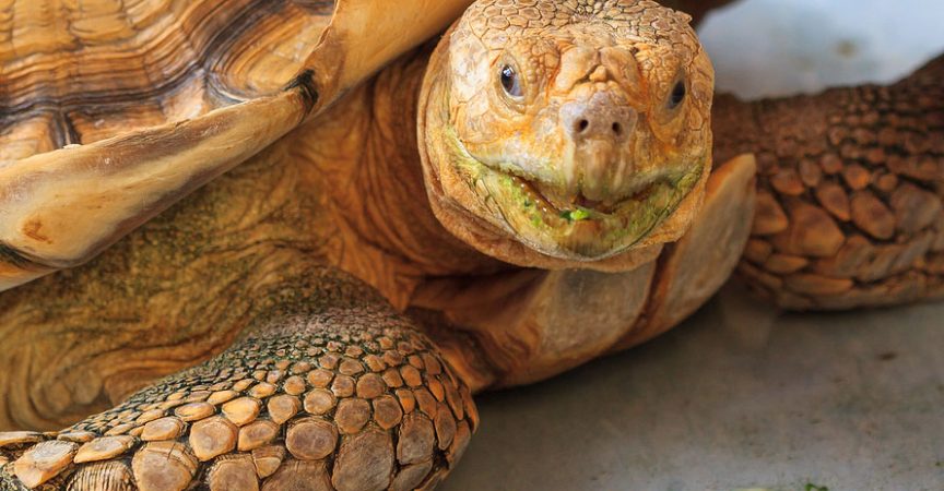 Knowing the Golden Greek Tortoise - Sulcata Tortoise