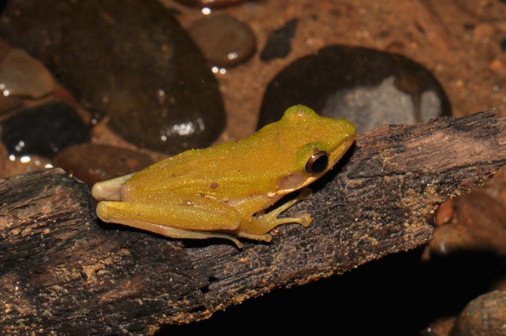 Golden Tree Frog - Learn About Nature