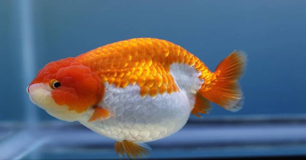 Goldfish Breeding: Thorough Guidance For Successful Reproduction 