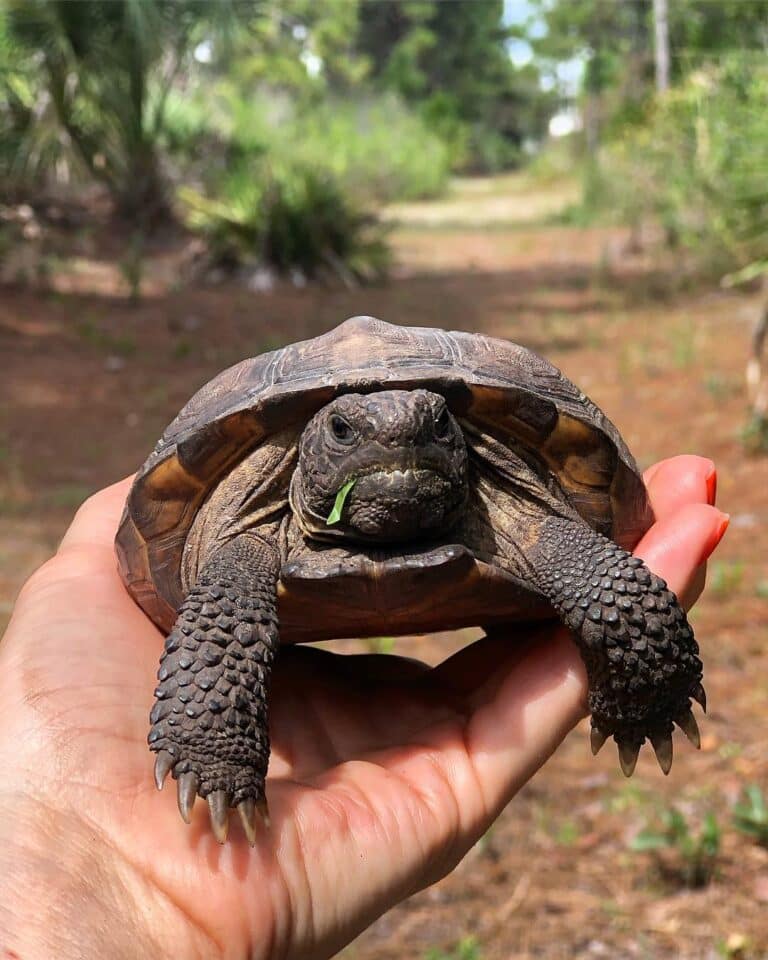 Gopher Tortoise - Learn About Nature