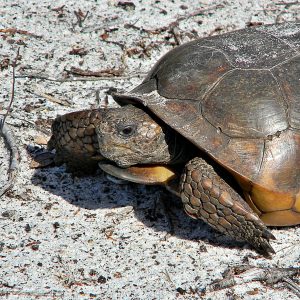 Gopher Tortoise - Learn About Nature