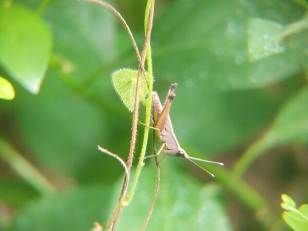 Grasshopper Life Cycle Stages Unique Characteristics Learn