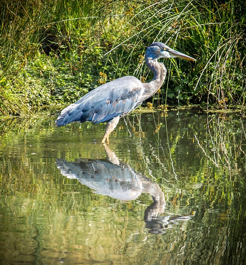 Great Blue Heron - Learn About Nature