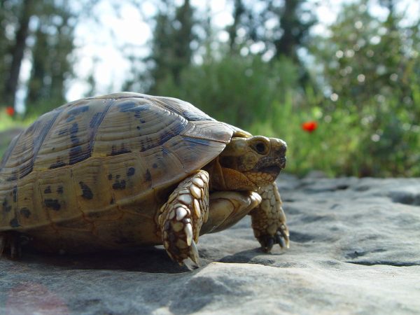 Greek Tortoise - Learn About Nature