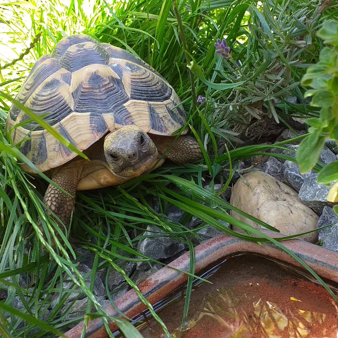 Greek Tortoise - Learn About Nature