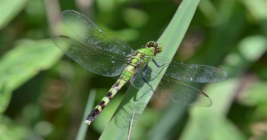 green-darner-dragonfly-learn-about-nature