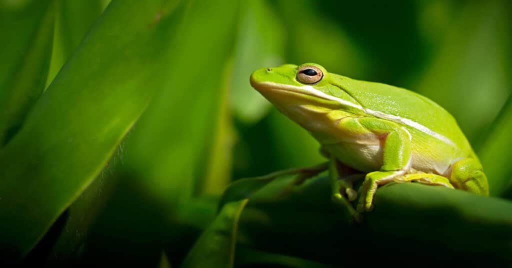 Green Frog