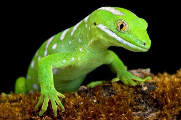 Green Geckos – the Wonder of Northland New Zealand - Learn About Nature