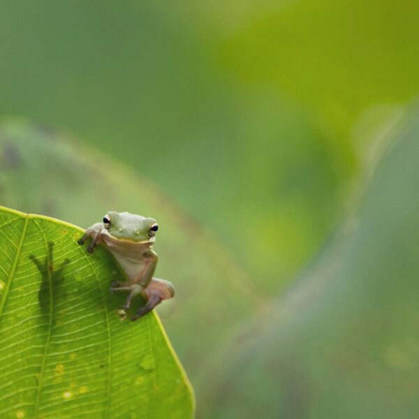 Green Tree Frogs - Learn About Nature