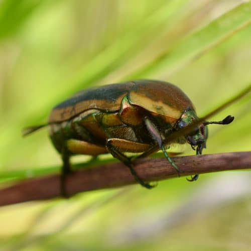 Green_June_Beetle.jpg - Learn About Nature