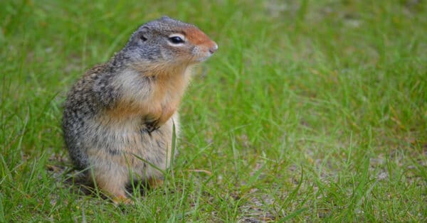 Squirrel Feeders: Which One Is Right For You? - Learn About Nature