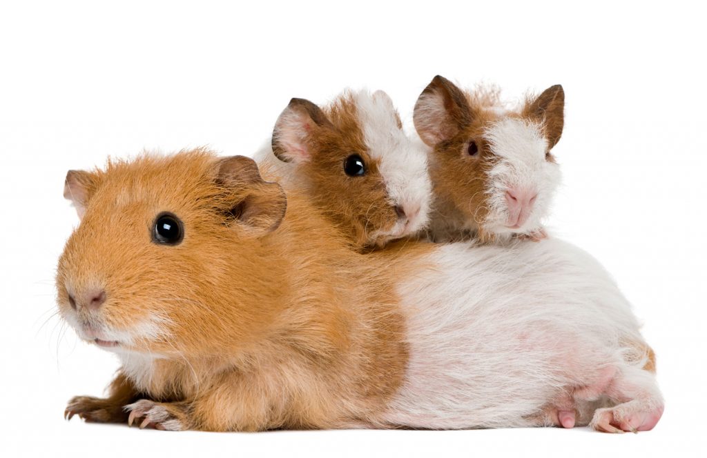 Guinea Pigs