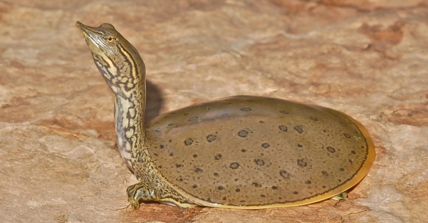 Softshell Turtles - Learn About Nature