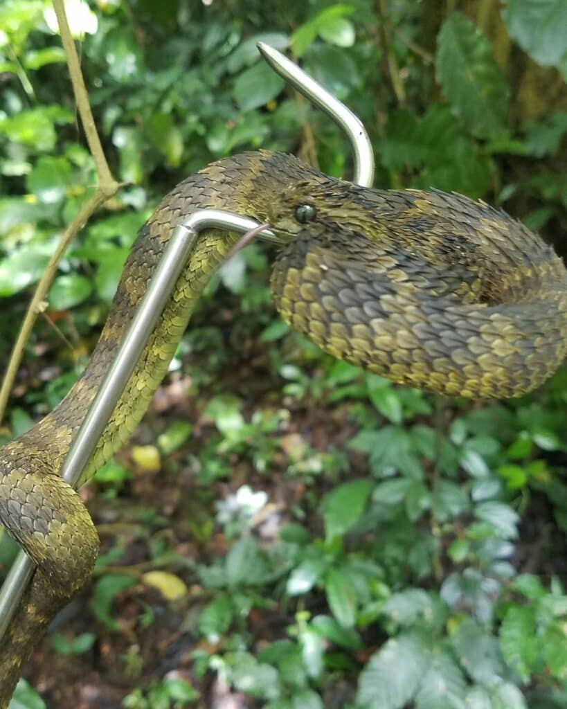 Close-up of a Hairy Bush Viper (Atheris hispida) - Venomous Snake