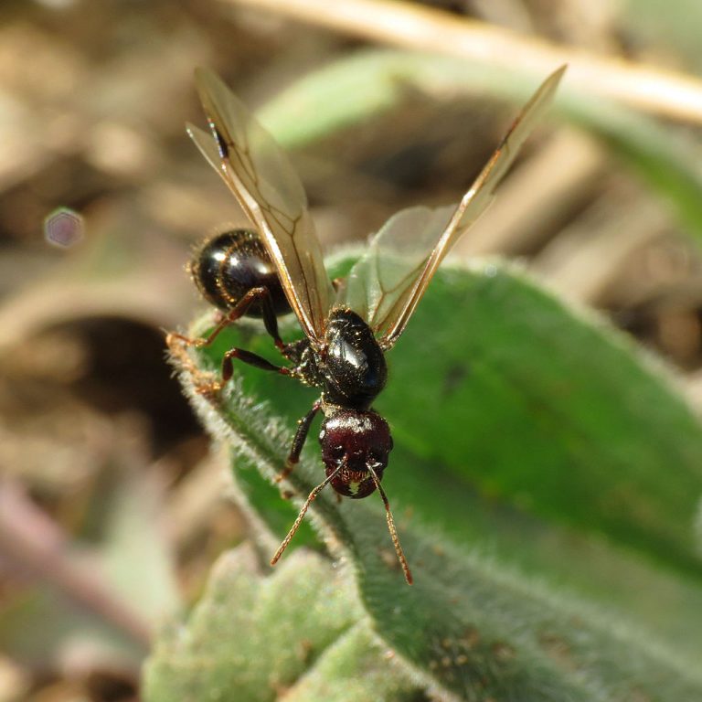 Western Harvester Ants in Their Natural Habitat - Learn About Nature