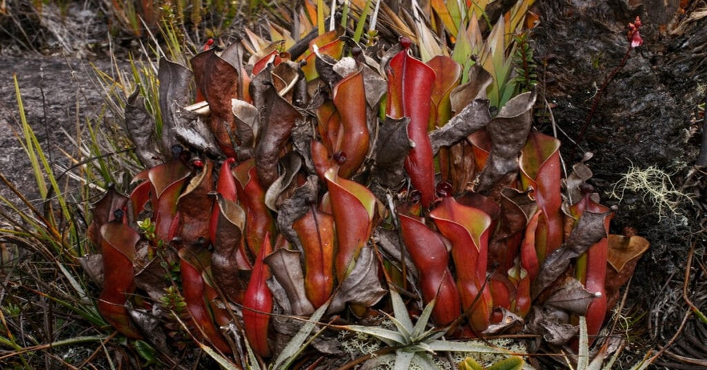 Heliamphora