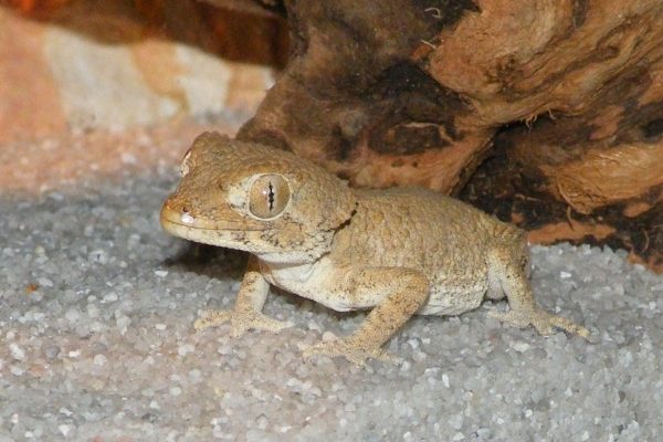 Helmeted Gecko