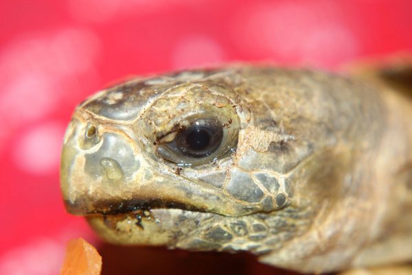 Serrated Hinge Back Tortoise - Learn About Nature