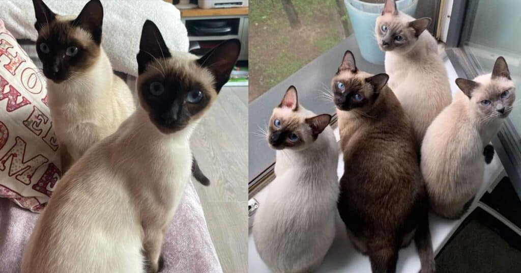 How Much Do Siamese Cats Cost? Financial Aspects of Owning This Unique ...