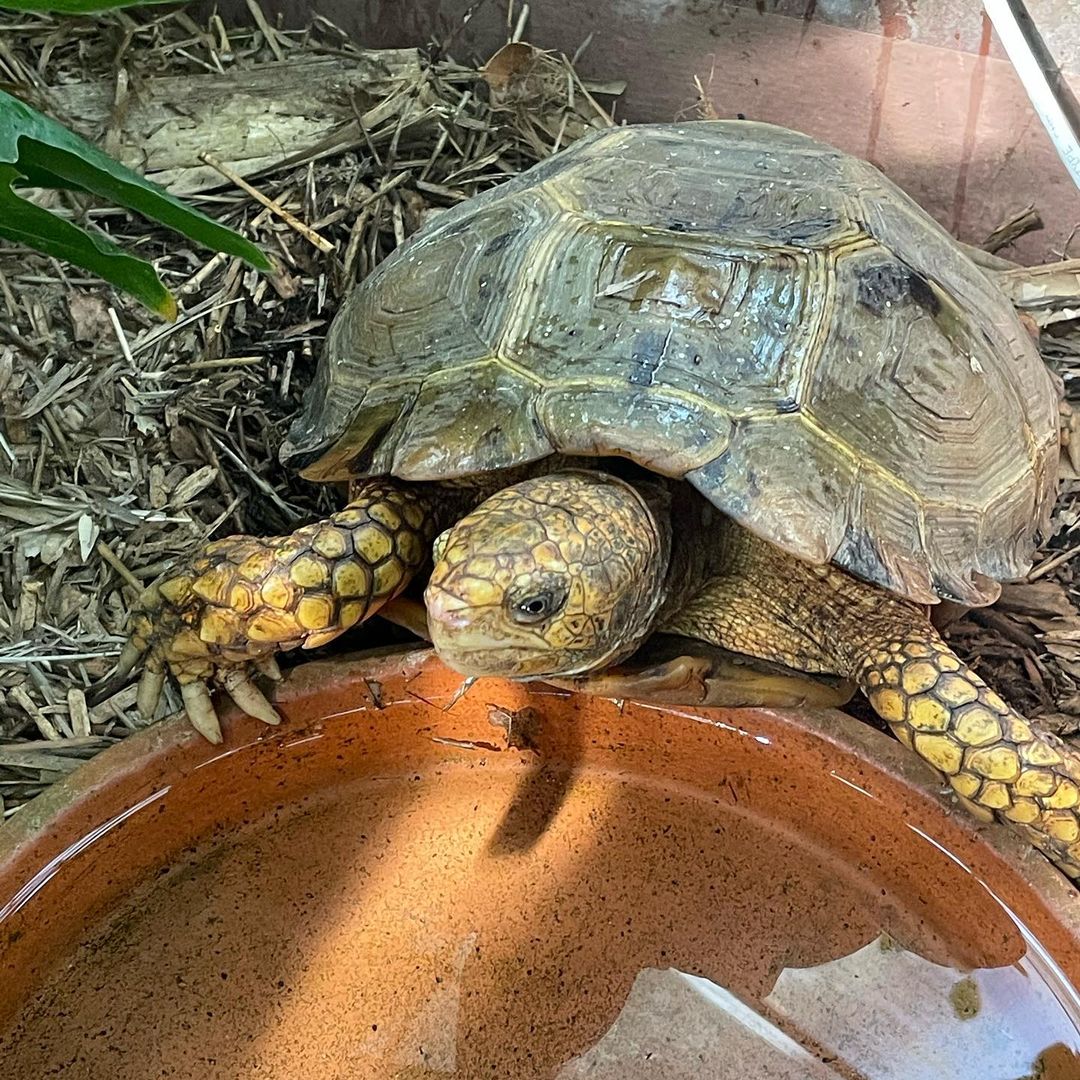 Impressed Tortoise - Learn About Nature