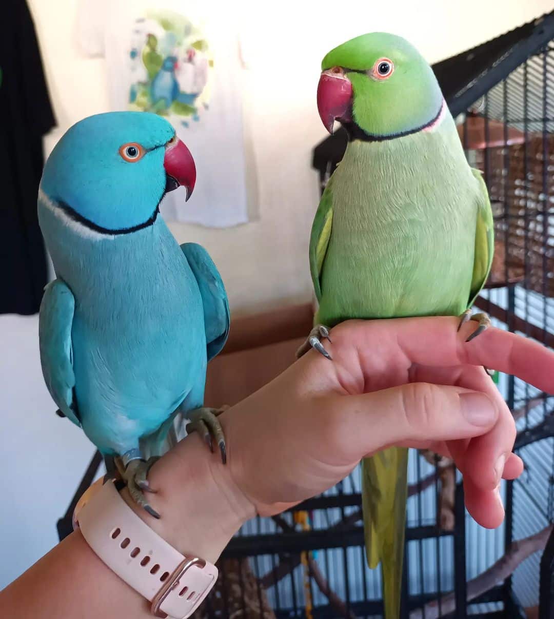 Indian Ringneck Learn About Nature   Indian Ringneck 