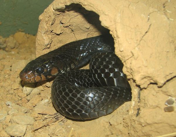 indigo snake