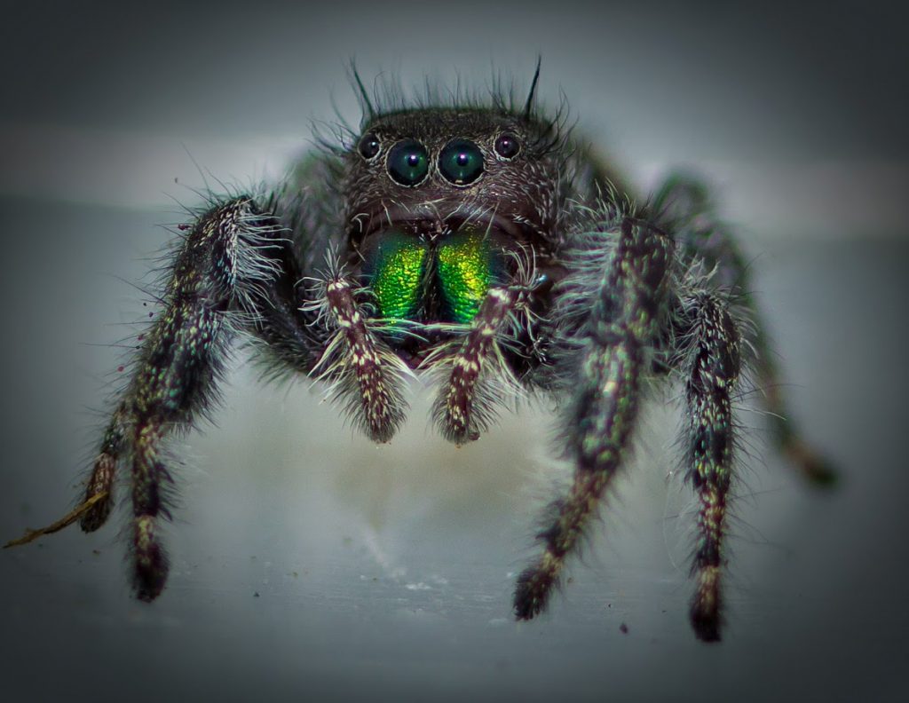 Jumping Spider