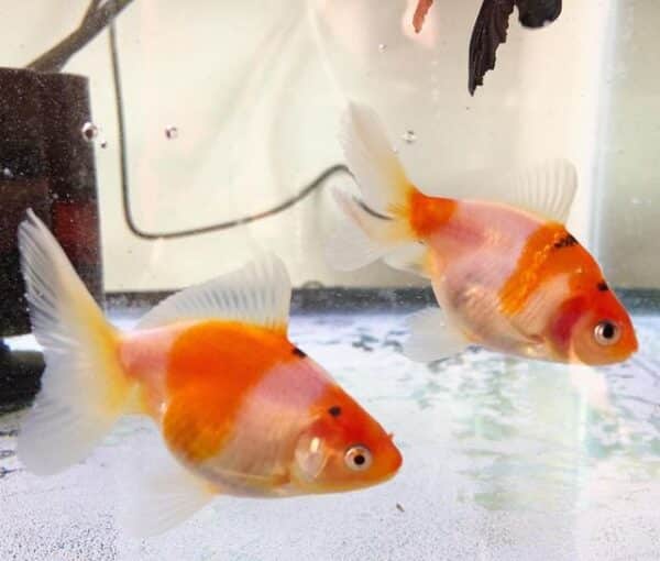 Goldfish Lifespan and Stages of Development - Learn About Nature