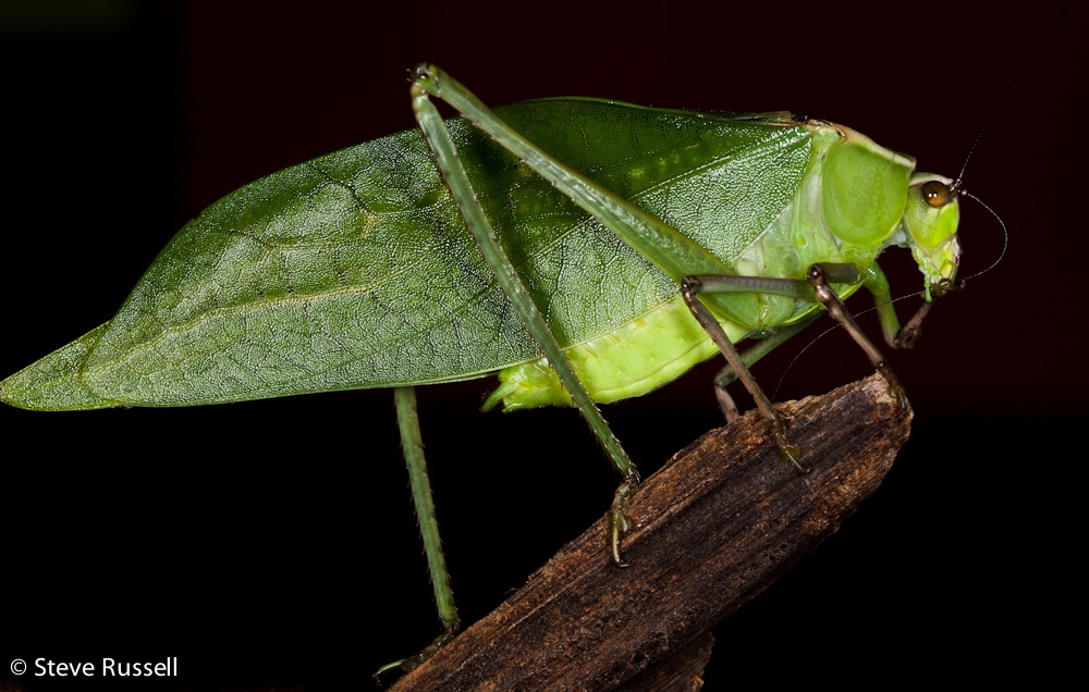 Download Katydid - Learn About Nature