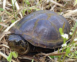 Mud Turtle - Learn About Nature