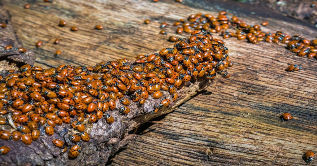 ladybug-infestation-there-s-ladybugs-in-my-house-learn-about-nature