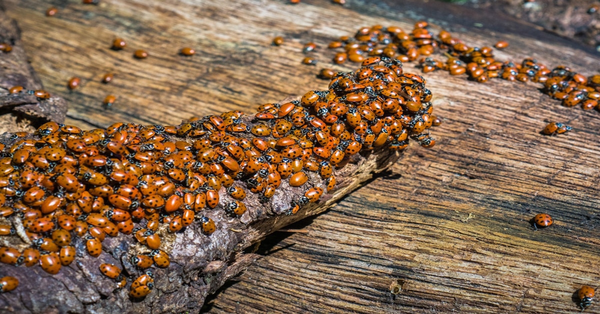 Ladybug Infestation There s Ladybugs In My House Learn About Nature