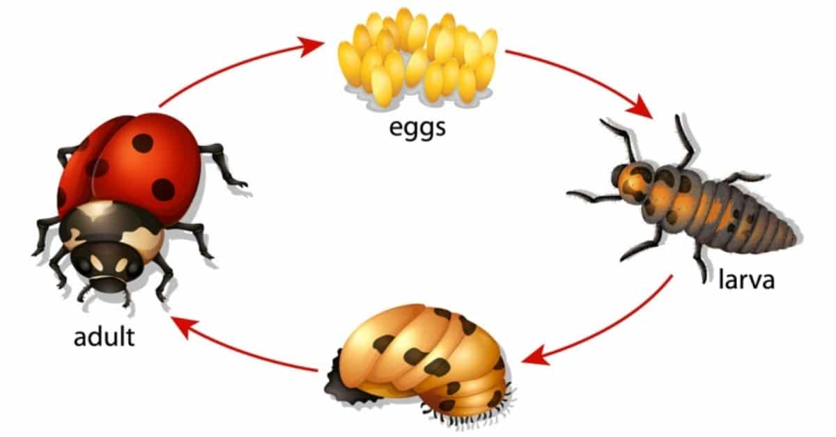 Ladybug Life Cycle Learn About Nature