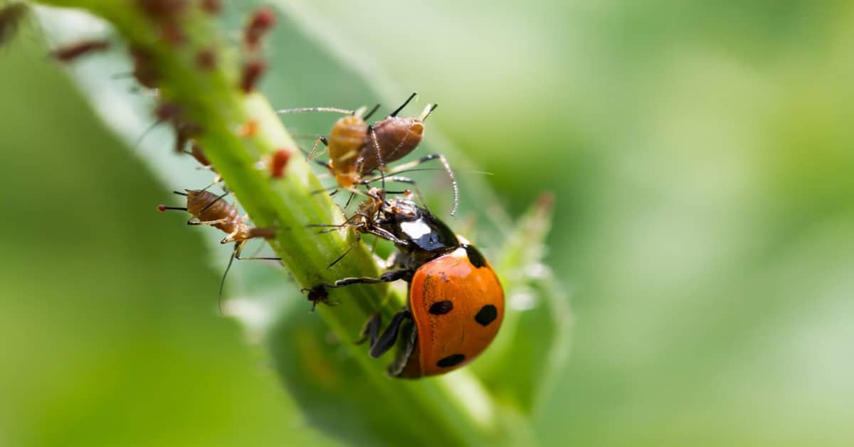  What Do Ladybugs Eat Learn About Nature